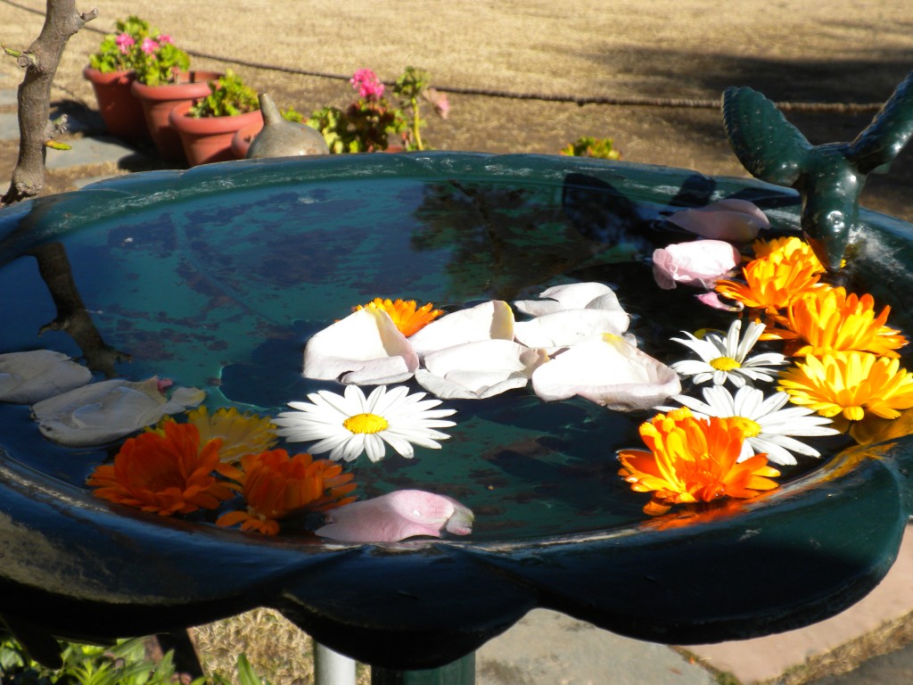 Birdbath and flowers in India