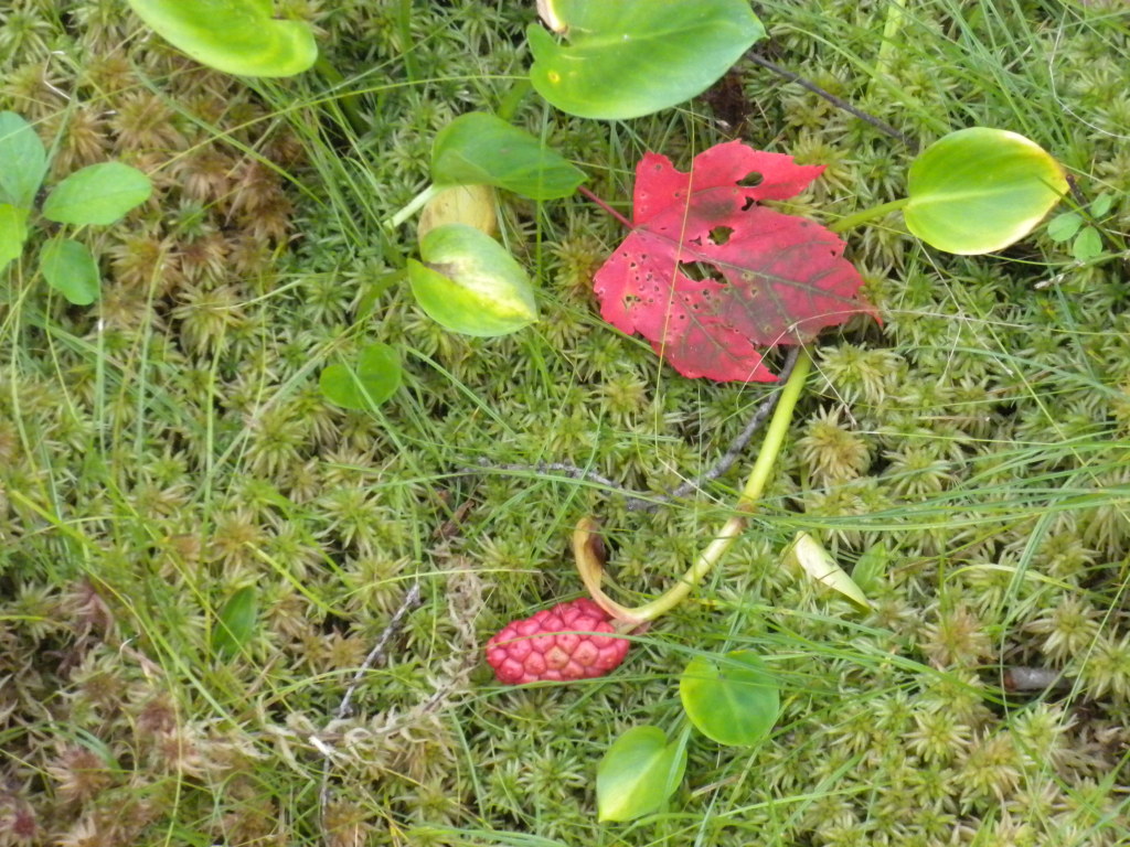 Red leaf in bog