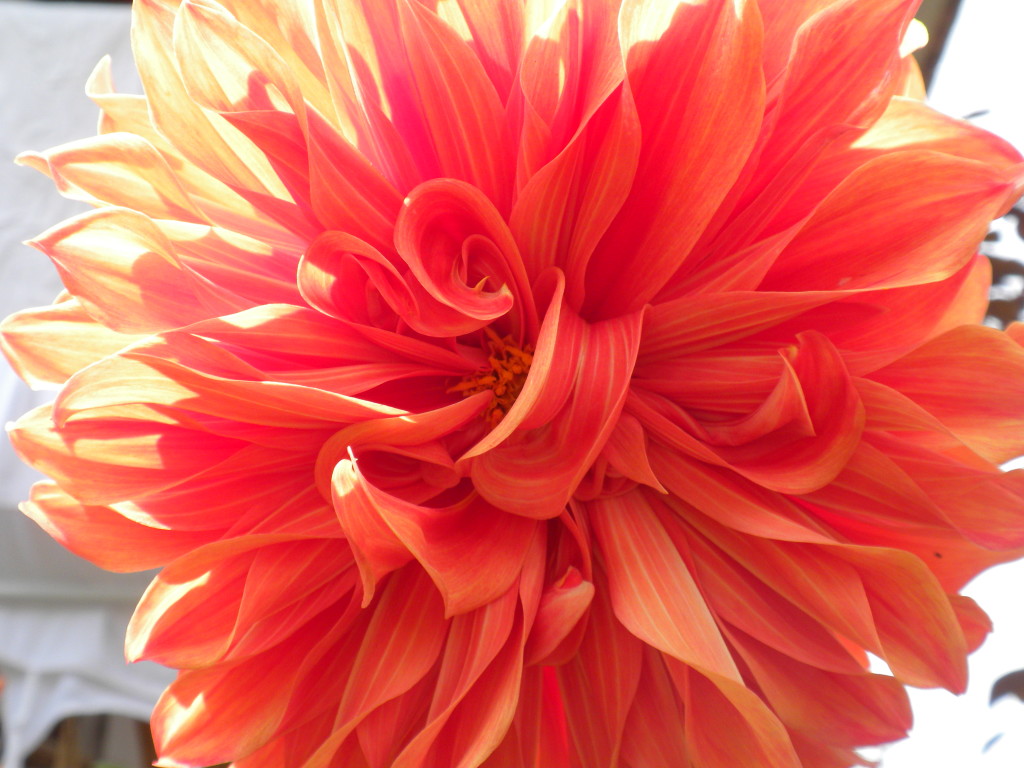 Red flower from Rishikesh