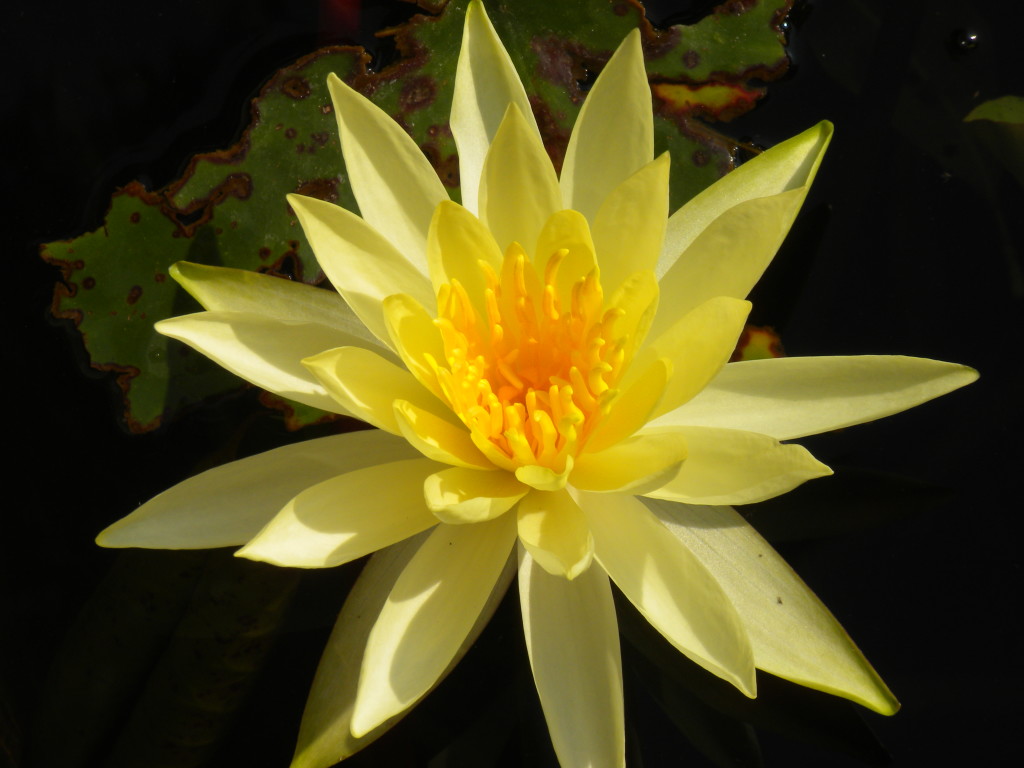 Yellow lotus flower