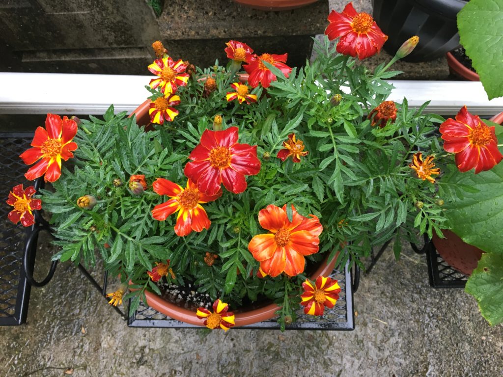 Marigolds in bloom.