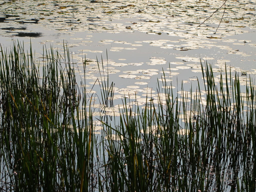 Lake and lily pads